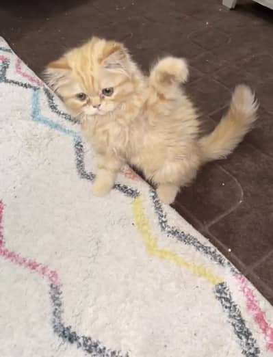 Persian kitten