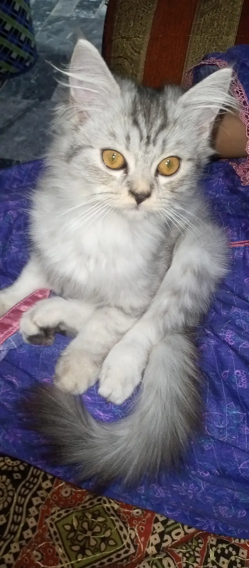 Persian kittens & one pair of Adult for sale