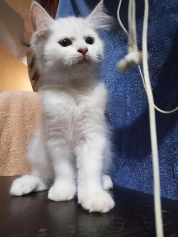 Persian kittens & one pair of Adult for sale — photo 2