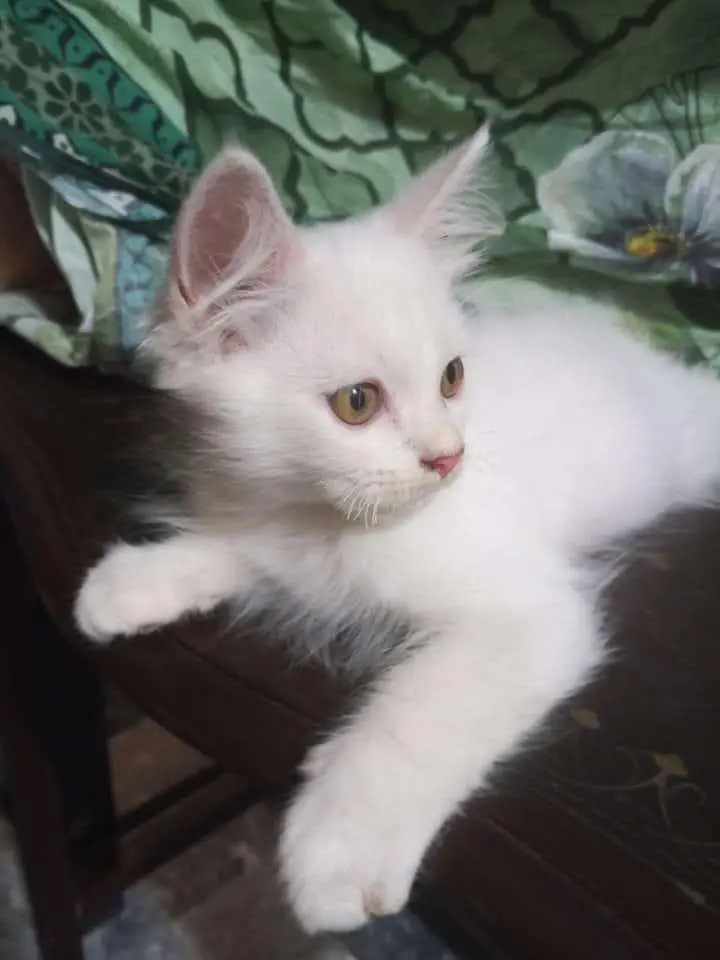 Persian kittens & one pair of Adult for sale — photo 3