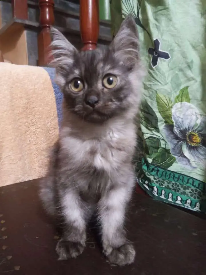 Persian kittens & one pair of Adult for sale — photo 4