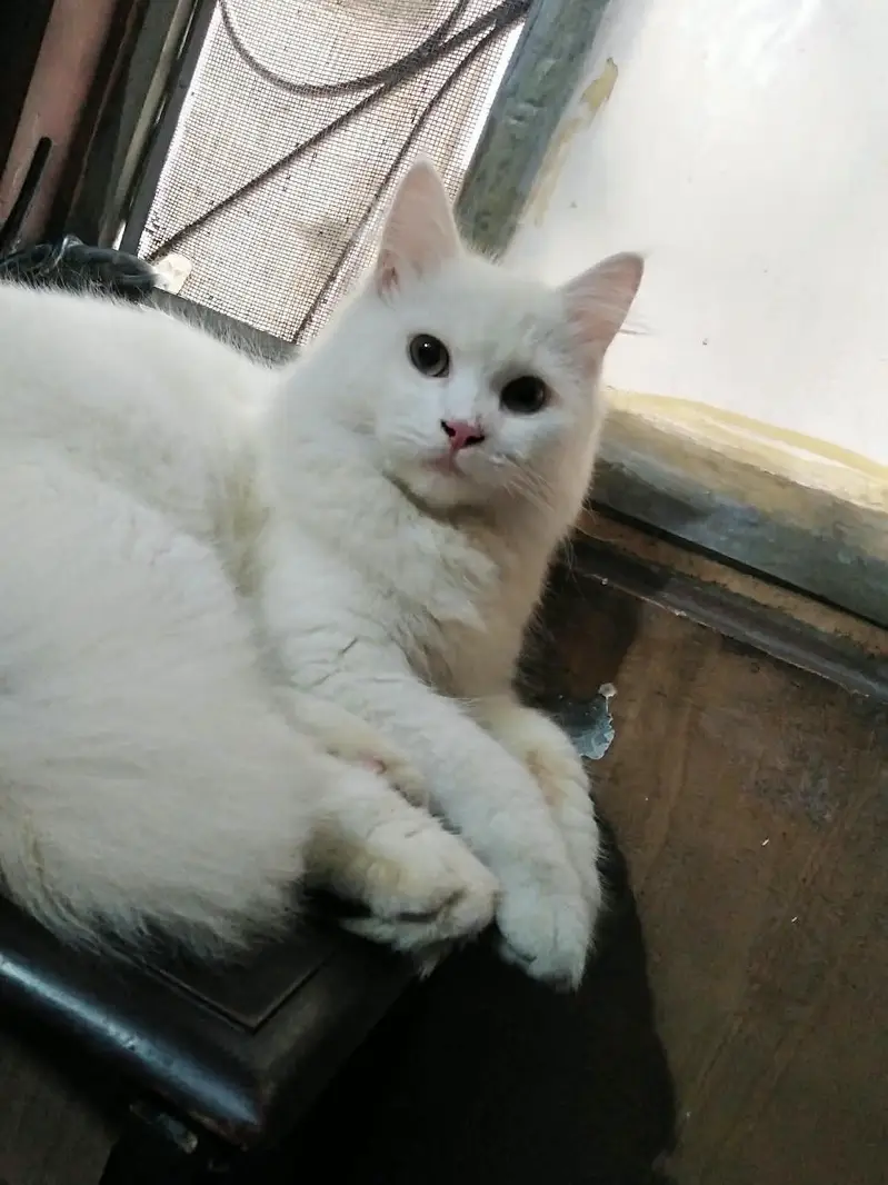 Persian kittens & one pair of Adult for sale — photo 5