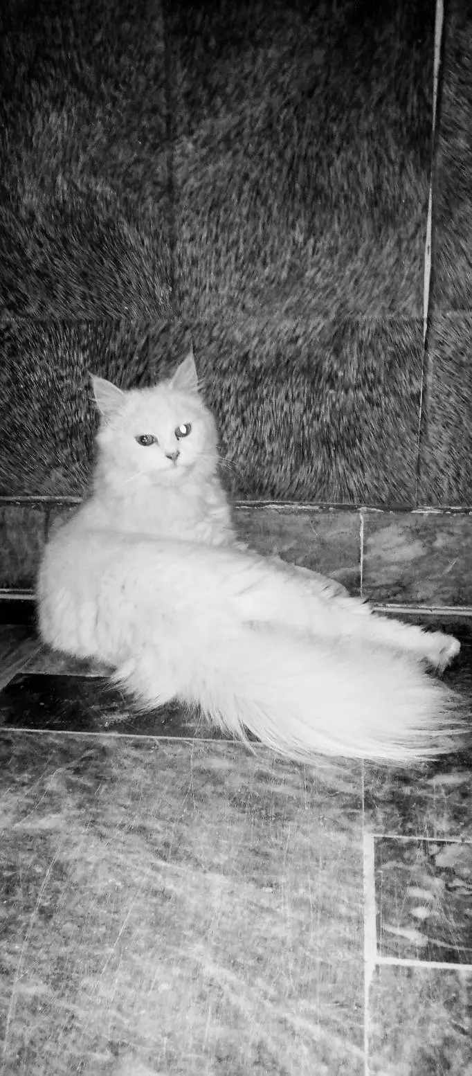 Persian kittens & one pair of Adult for sale — photo 6