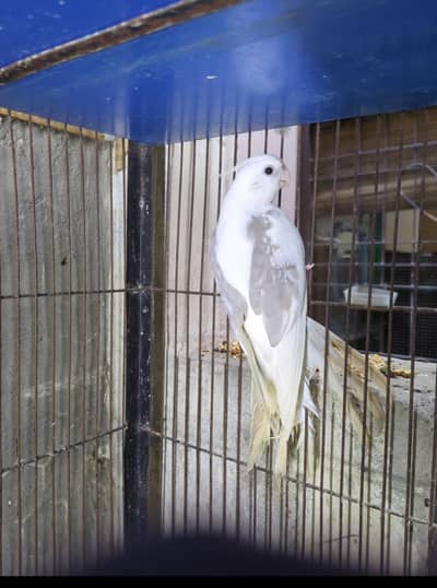 cocktail male
