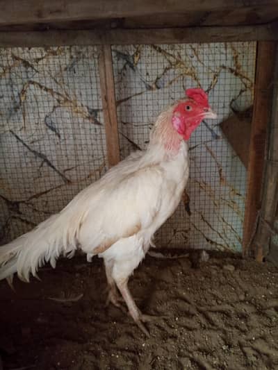Heera Aseel Pair and chicks for sell