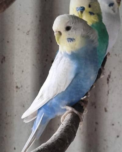 budgie
