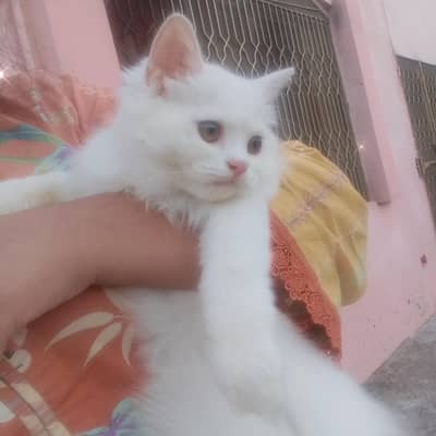 Persian kitten punch face