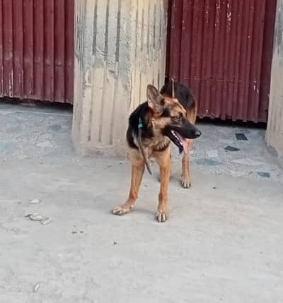 FOR DOGS LOVER