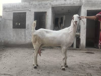 Muhammadpuri bakri