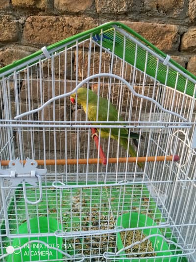 Healthy and Active Parrot