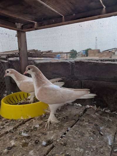 Red and Zard Sherazi Breed Pair for sale
