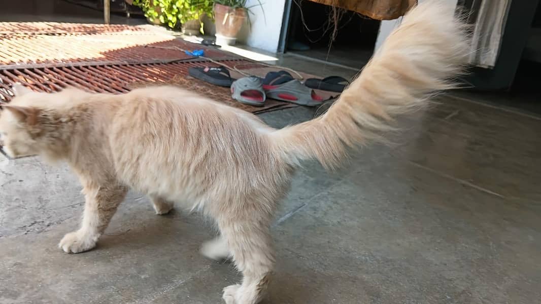 persian 1