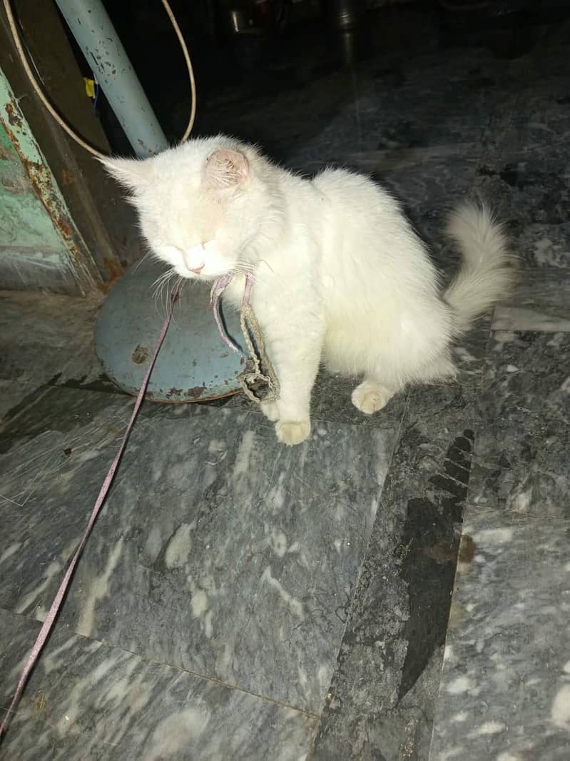 persian 3