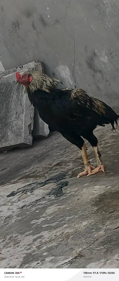 deasi murgha for sale