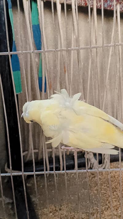 Hogoromo double flowers female split red eye for sale
