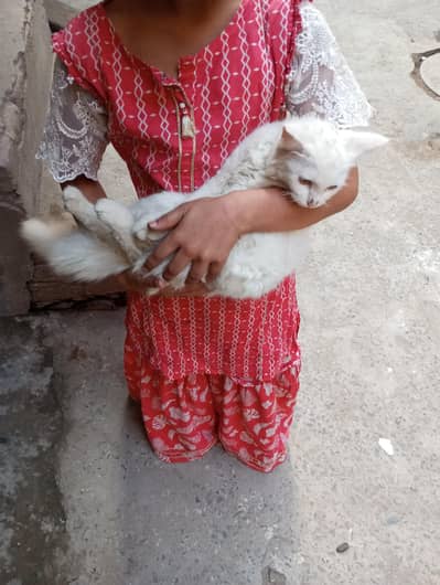 russian cat