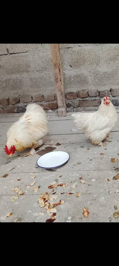 bantam hens are very good