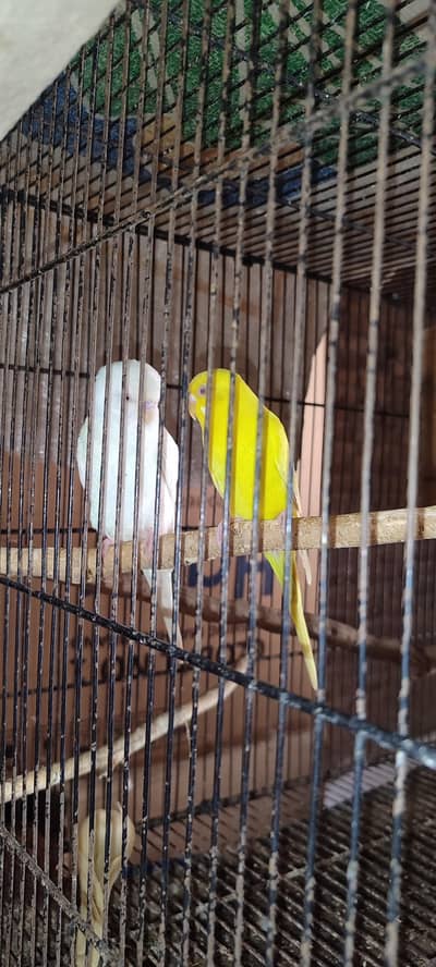 breeder red eye albino lutino adult Australian budgie