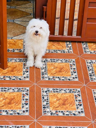 female dog for sale