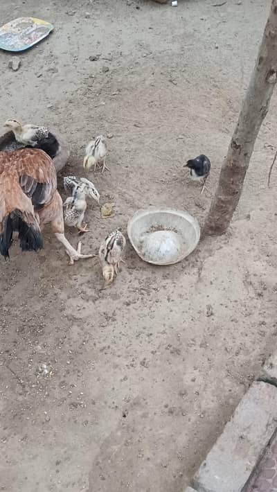 aseel chicks available jis Bhai ko chahiye rabta kre
