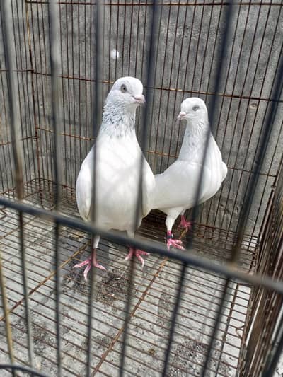 wahshi pigeon