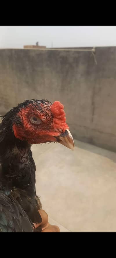 aseel muska one eye breeder for sell or 0 size pathi for sell