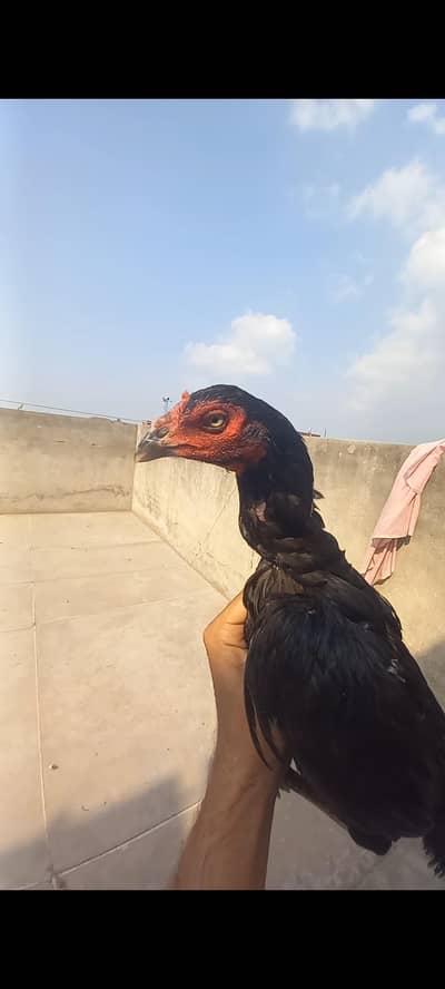aseel 0 size pathi or kamalia chicks for sell