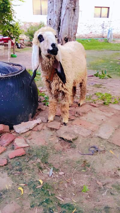 chatra | female   | chatri | Sheep |kajla |0300-0091606
