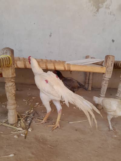 White Parrot Beak 03129597219