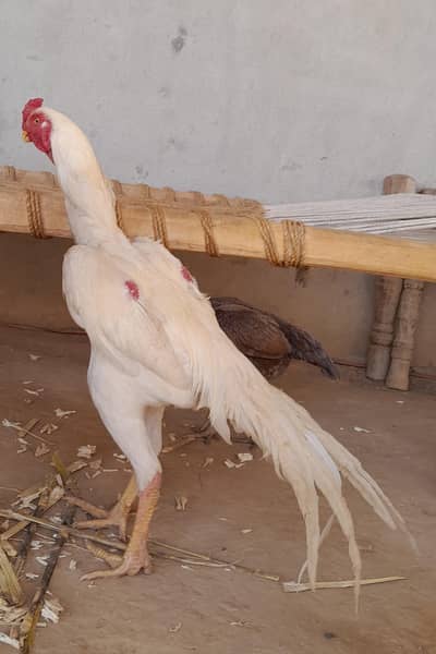 White Parrot Beak 03129597219