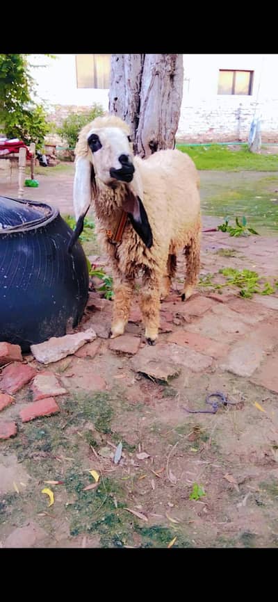 chatra |chatri  |sheep |female |  Beetal| 0300-0091606