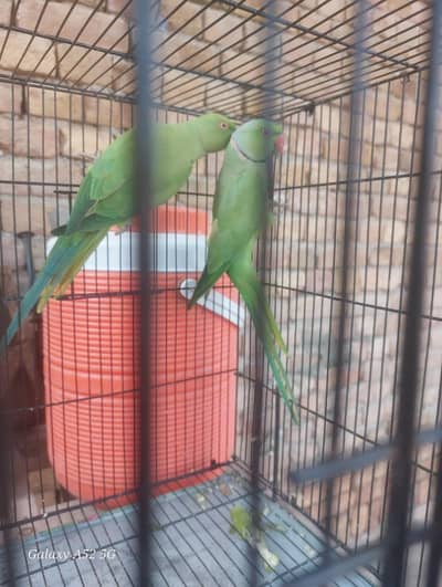 male and female