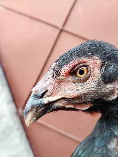 Thai pakoye female ready to eggs