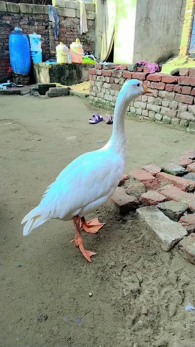 ducks