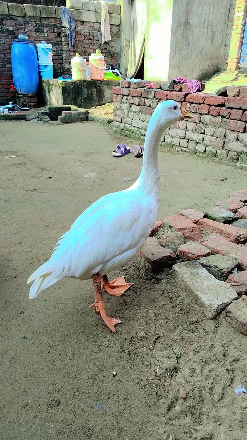 ducks 0