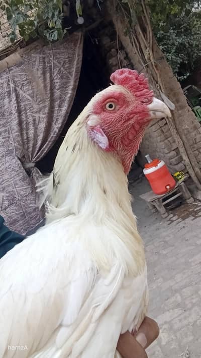 white asli  shmoo  male long height