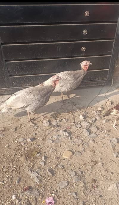 Turkey Young Breeder Males