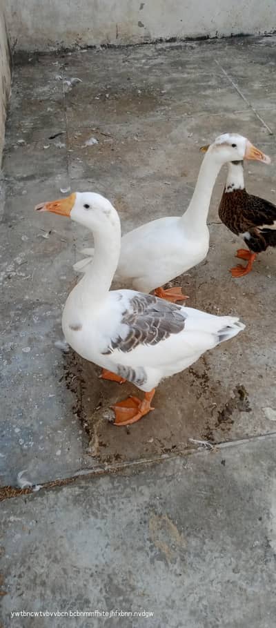 big duck