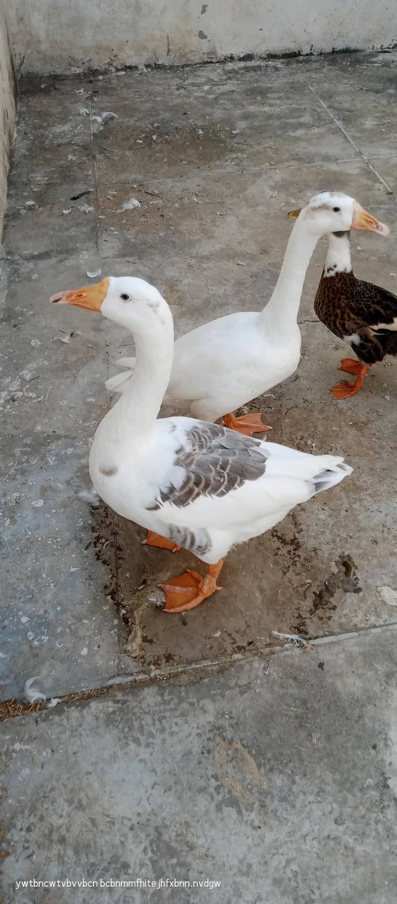 big duck 0