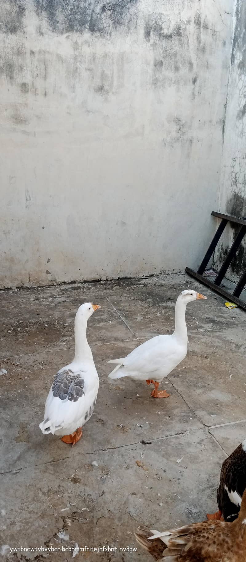 big duck 1