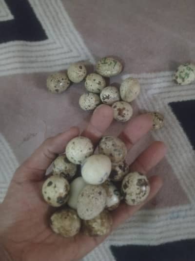 Day old chicks available