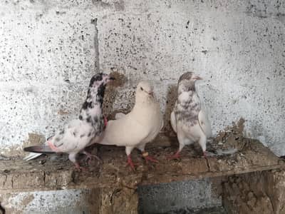 high quality breeder pies for sale