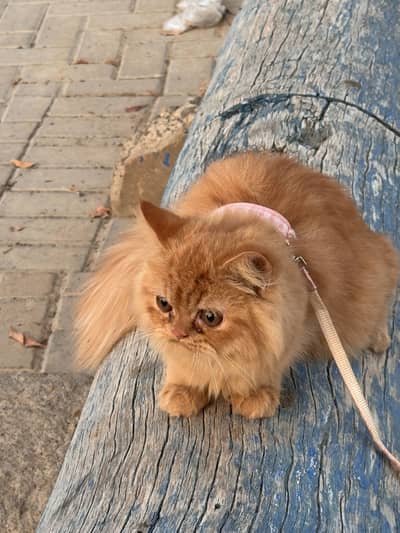 Persian cat