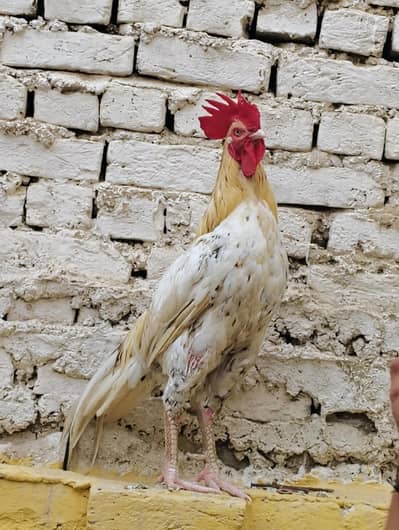 Aseel murga for sale