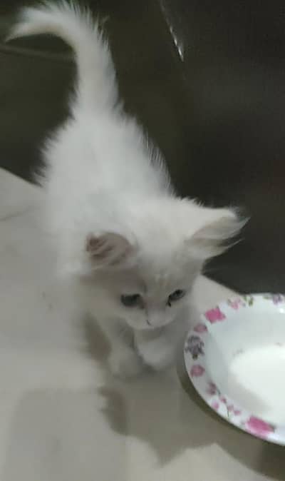 Kitten