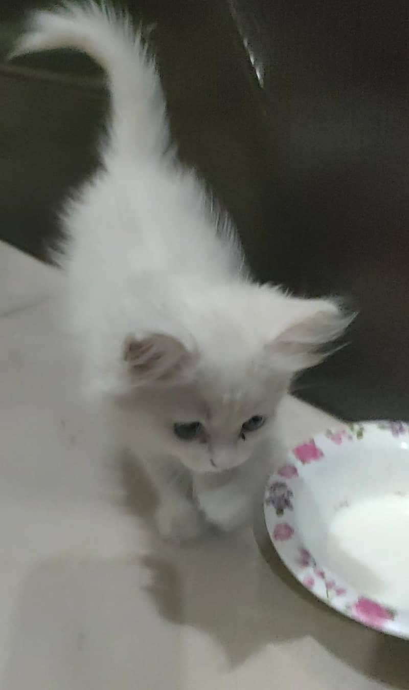Parsian Kitten 0