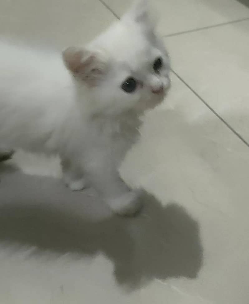 Parsian Kitten 1