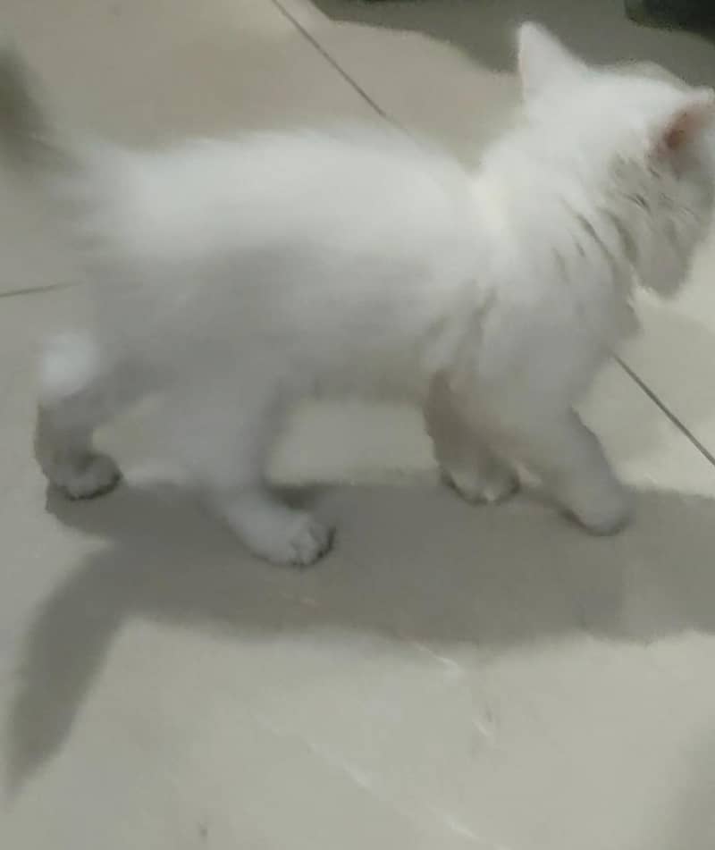 Parsian Kitten 2