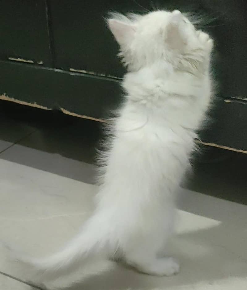 Parsian Kitten 3