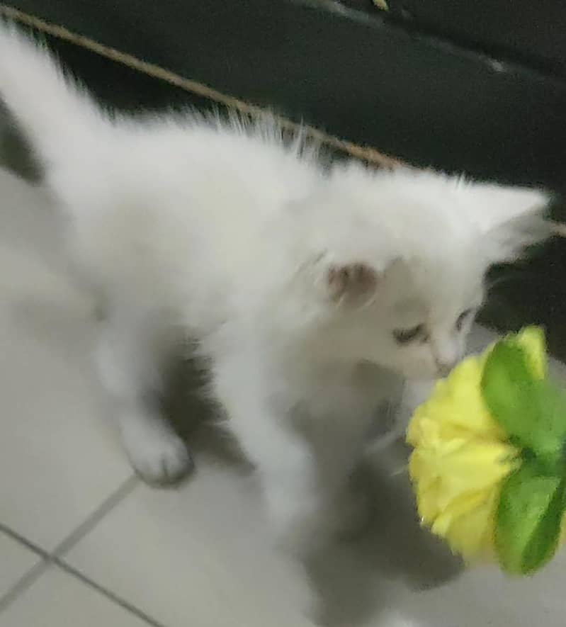 Parsian Kitten 4